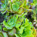Rare Aeonium Cuttings 4” Variegated Medusa Succulent Aeonium variegatum for Unique Indoor Gardening