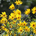 Organic White Sunchoke Tubers for Planting - Non-GMO Jerusalem Artichoke - Helianthus tuberosus - Heirloom Edible Plants