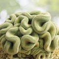 Brain Cactus 4" Pot | Mammillaria elongata 'Cristata' | Unique Crested Cactus with Brain-Like Appearance