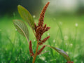 500+ Hot Biscuits Amaranth Seeds Amaranthus Cruentus Ornamental Annual Bronze Orange Plumes Easy Grow Garden Border Container