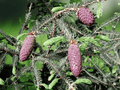 5 Seeds Picea likiangensis Likiang Spruce Evergreen Mountain Conifer Tree