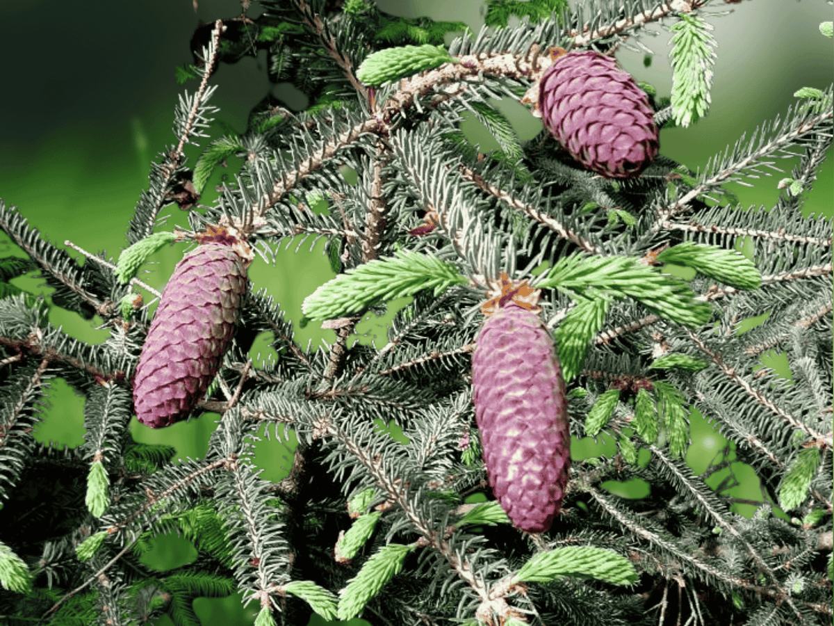 5 Seeds Picea likiangensis Likiang Spruce Evergreen Mountain Conifer Tree