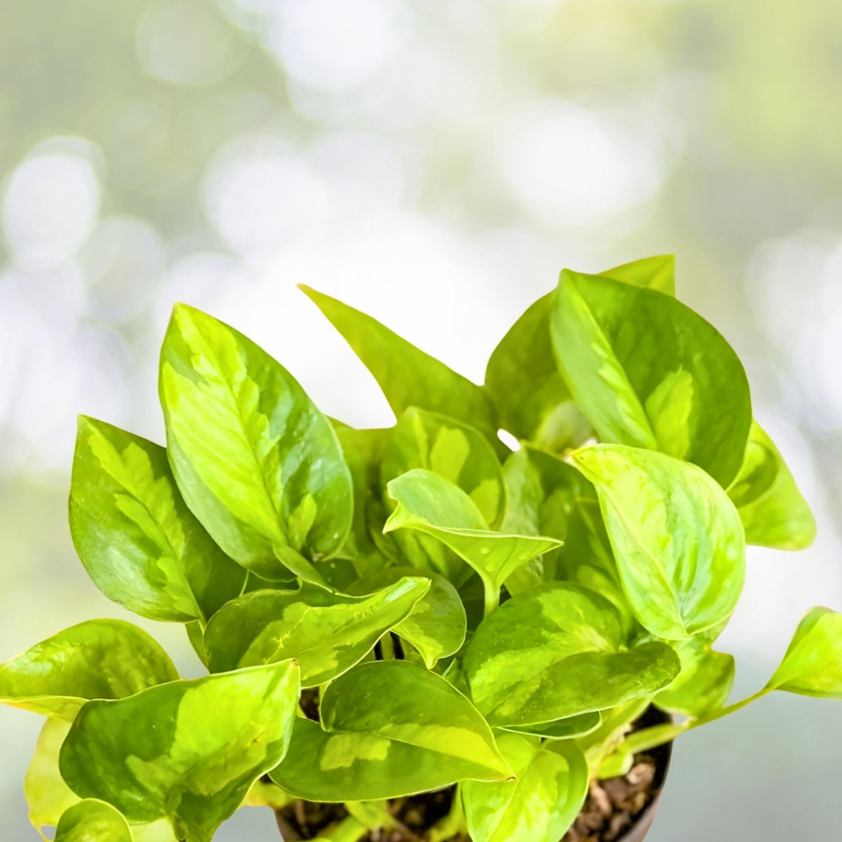 Pothos Cuttings - 2 Fresh Green Epipremnum aureum Plant Clippings - Global Green Variety