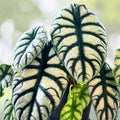 Alocasia Dragon Scale Plant 4" Pot | Exotic Houseplant | Alocasia baginda