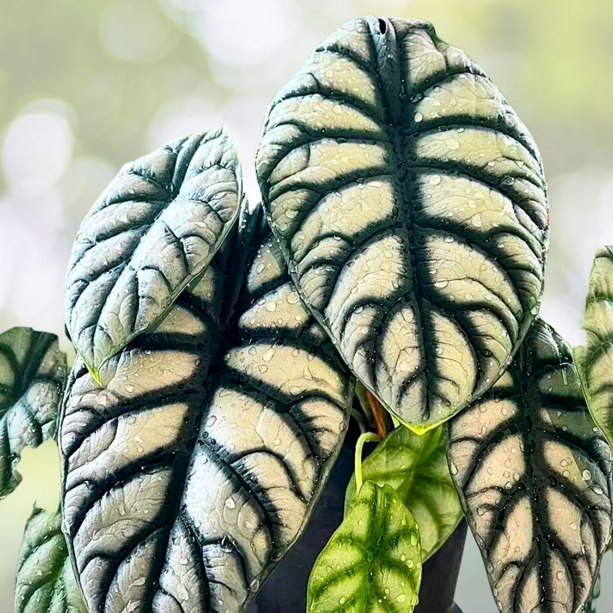 Alocasia Dragon Scale Plant 4" Pot | Exotic Houseplant | Alocasia baginda
