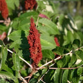 Smooth Sumac Shrub 12" Bare Root Rhus glabra Edible Berries Fall Color Landscaping Plant