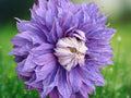 25 Seeds Double Purple Clematis Climbing Vine Large Frilly Blooms Easy Grow Perennial Trellis Fence Garden Patio