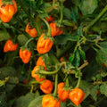 Danvers Half Long Carrot Seeds - Heirloom Variety - 50+ Seeds for Salads - Daucus carota