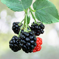 Blackberry Cuttings Unrooted 6+1 Free Organic Wild Rubus fruticosus USA 6 8" Nodes