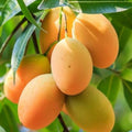 1 Mango SeedsTropical Fruit Mangifera indica Made in USA Ships from Iowa
