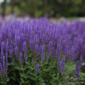 Meadow Sage Plant Bare Root Perennial Salvia 'Blue By You' Purple Flowers Hardy Zones 4-9