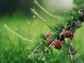 5 Seeds Western Larch Larix occidentalis Deciduous Conifer Tree