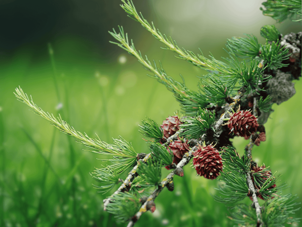 5 Seeds Western Larch Larix occidentalis Deciduous Conifer Tree
