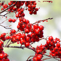 Tomato Seeds Set of 40+ Bonny Best Scarlet Slicer Variety Non-California Solanum lycopersicum