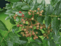 5 Seeds Zanthoxylum rhetsa Indian Pepper Tree Fragrant Spice Tree