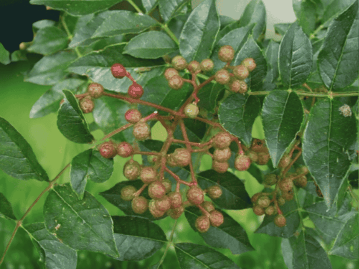5 Seeds Zanthoxylum rhetsa Indian Pepper Tree Fragrant Spice Tree