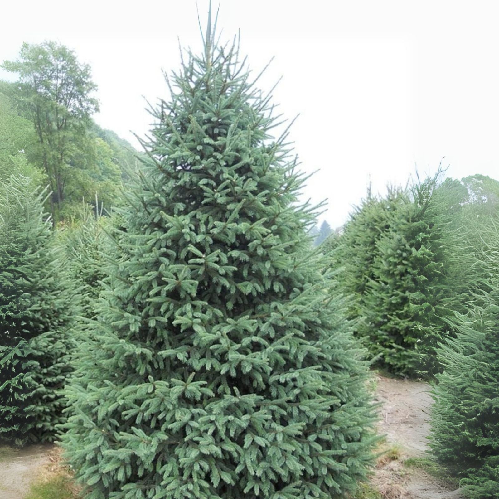 White Spruce Tree Seedlings - Evergreen Planting Trees for Landscaping ...