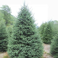 White Spruce Tree Seedlings - Evergreen Planting Trees for Landscaping - Picea glauca