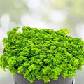 Dwarf Baby Tears Aquatic Plant Mats - 1 Portion with Heat Pack - Hemianthus callitrichoides