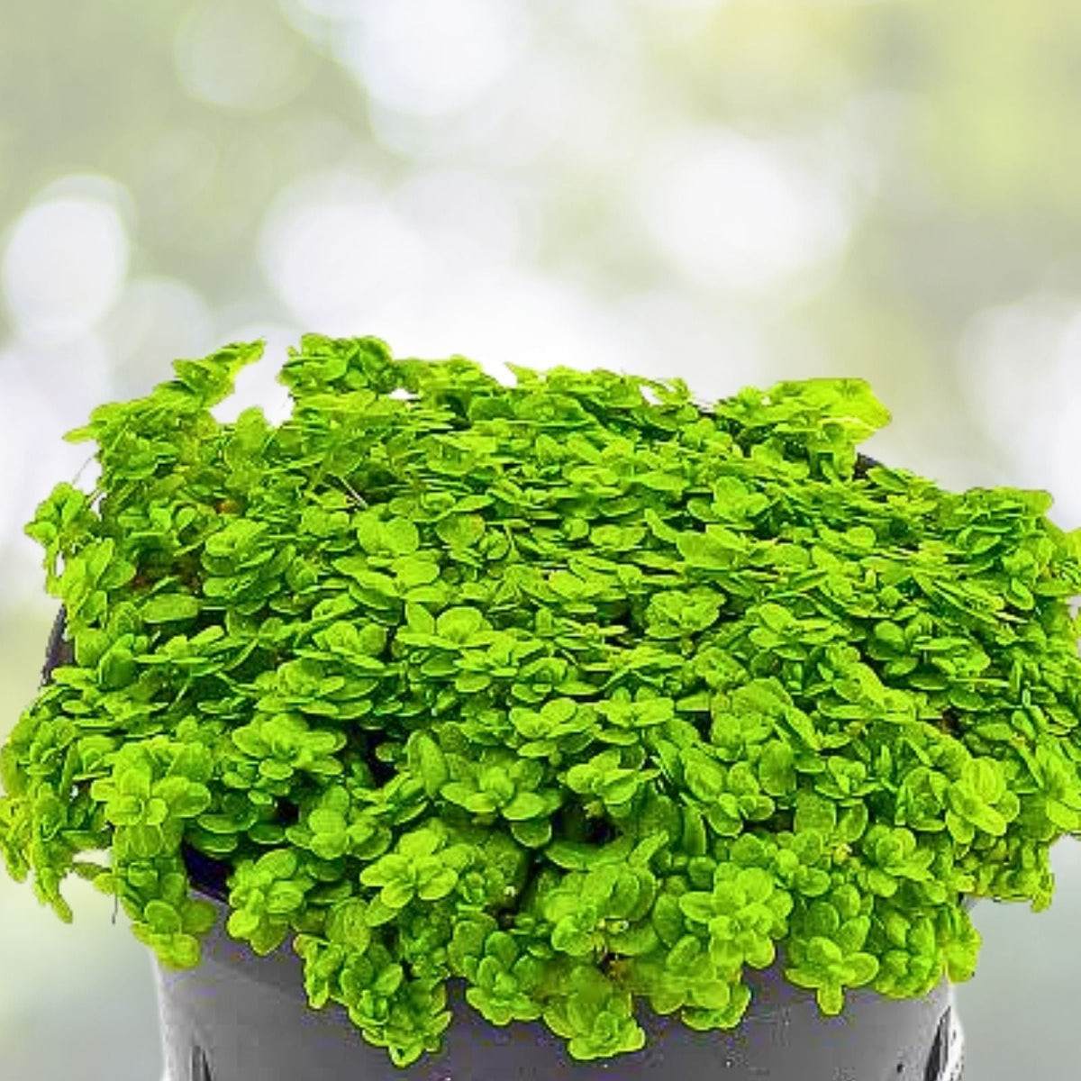 Dwarf Baby Tears Aquatic Plant Mats - 1 Portion with Heat Pack - Hemianthus callitrichoides