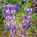 Arroyo Lupine Seeds 25+ Pack - Purple Flowers - Lupinus succulentus - Wildflower Seeds for Garden & Landscaping