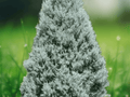 10 Seeds Blue Ice Cypress Cupressus arizonica var. glabra Evergreen Tree