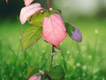 5 Seeds Actinidia kolomikta Arctic Beauty Kiwi Hardy Fruit Vine