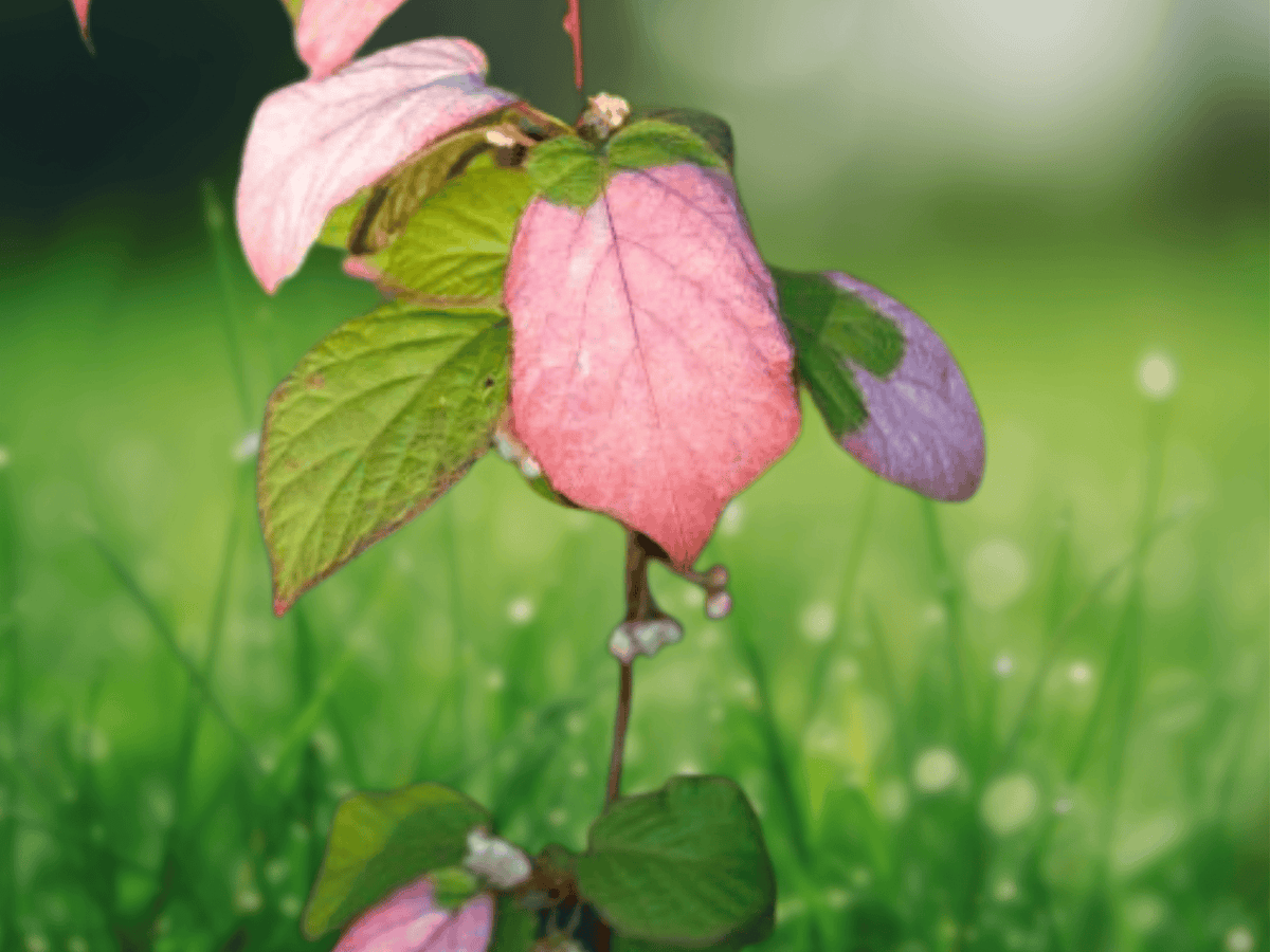 5 Seeds Actinidia kolomikta Arctic Beauty Kiwi Hardy Fruit Vine