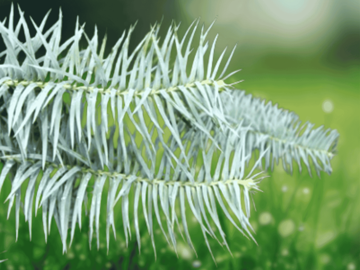 10 Seeds Cunninghamia lanceolata Glauca Blue China Fir Evergreen Conifer Tree