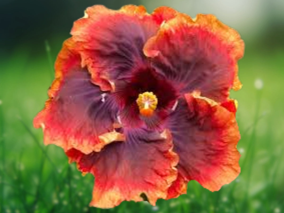 20 Hibiscus Seeds Mix Red Purple Orange Tropical Perennial Bicolor Flowers Attract Butterflies