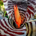 Bromeliad Aechmea Tortuga 6" Pot - Rare Tropical Houseplant, Easy Care Indoor Plant, Aechmea spp.