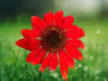 50 Seeds Sangrita Coneflower Echinacea Perennial Red Magenta Blooms Hardy Pollinator Flower Easy Grow Garden Plant