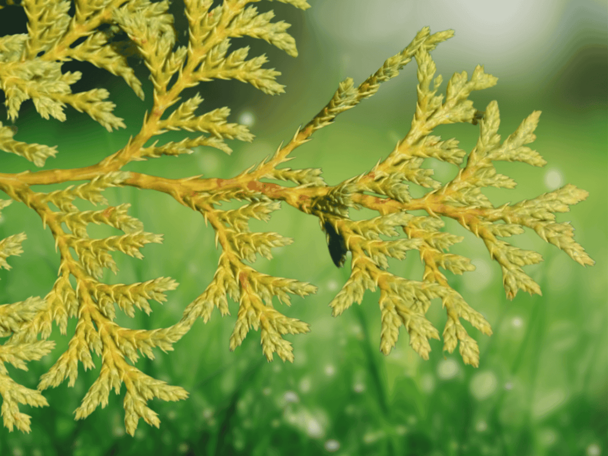 10 Seeds Chamaecyparis thyoides 'Glauca' Atlantic White Cedar Evergreen