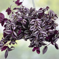 Purple Wandering Jew Plant - 3" Pot - Variegated Trailing Houseplant - Tradescantia Zebrina
