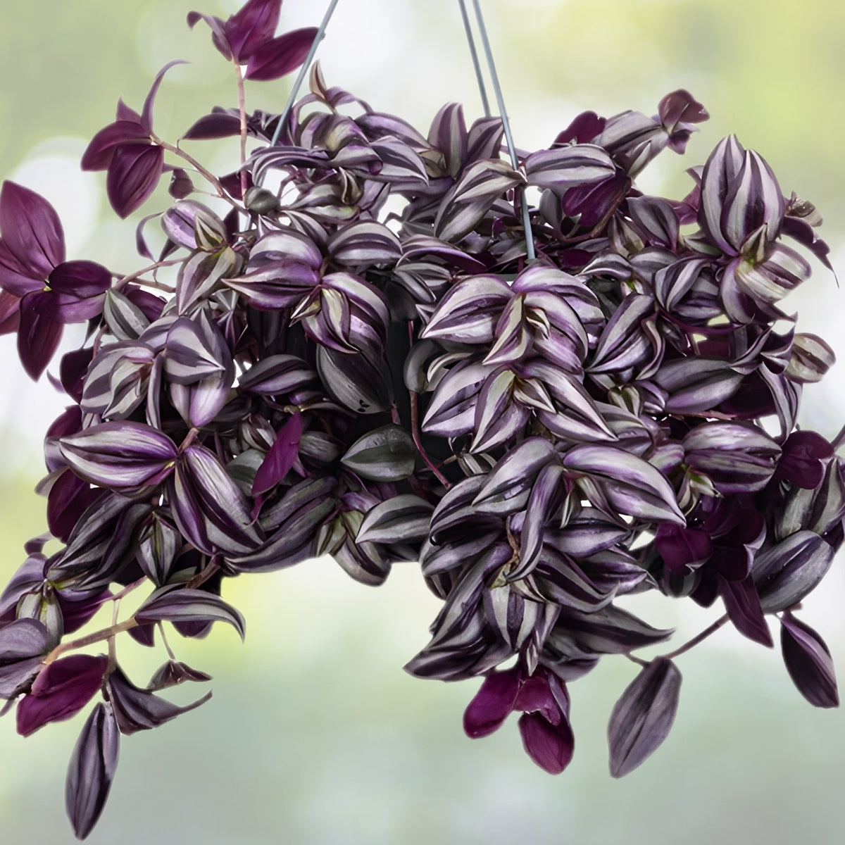Purple Wandering Jew Plant - 3" Pot - Variegated Trailing Houseplant - Tradescantia Zebrina