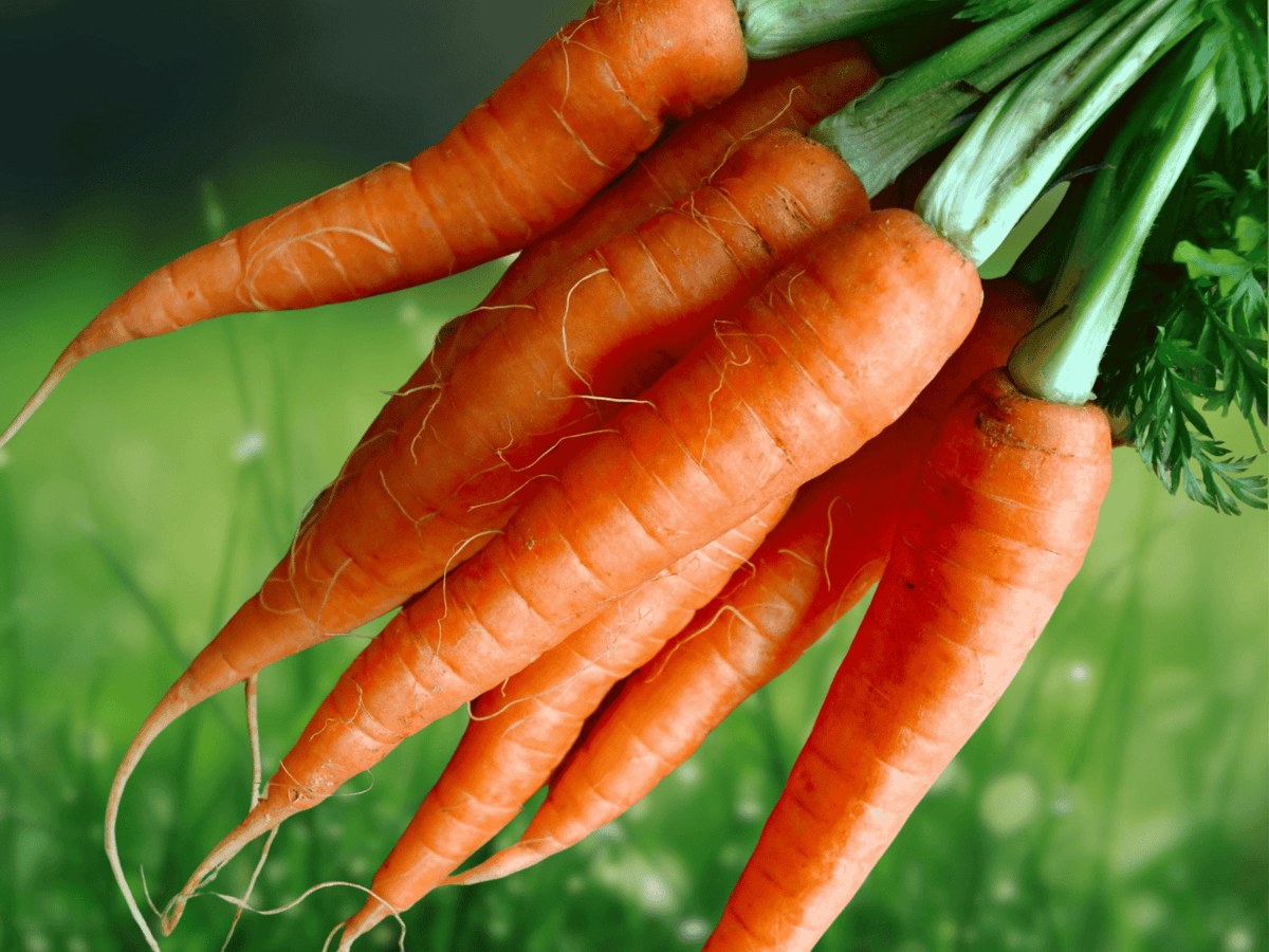 1000 Seeds Tendersweet Carrot Daucus carota sativus Heirloom Sweet Crisp Root Vegetable Easy to Grow