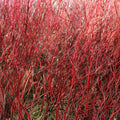 Red Twig Dogwood Live Plant, Bareroot, 8-16 Inches, Cornus Sericea, Well-Rooted Shrub for Zones 3-8