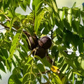 Black Walnut Tree Seeds 2 Pack for Planting Juglans nigra Grow Timber and Nut Tree
