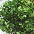 Parsley Seeds 500 Count Dark Green Italian Heirloom Non-GMO Petroselinum crispum Herb Seeds