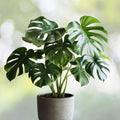 Monstera Plant | Thai Constellation | Rare Variegated Leaves | Monstera deliciosa ‘Thai Constellation’ | Indoor Tropical Decor