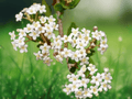 10 Seeds Walter's Viburnum Viburnum obovatum Evergreen Shrub Native