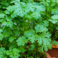 Cilantro Seeds 50+ Non-GMO Herb Seeds for Garden Planting Coriandrum sativum Fast Germination Annual Herb