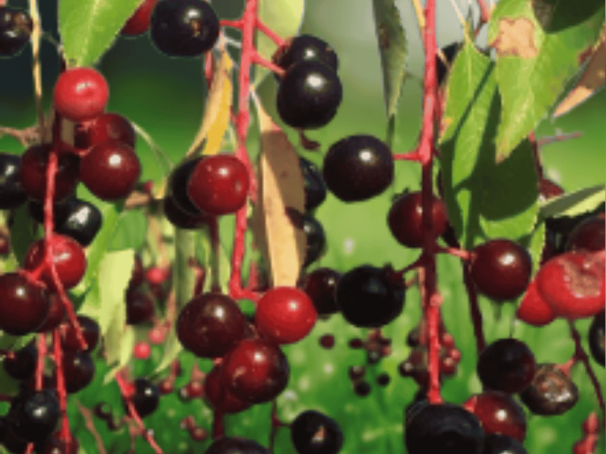 1 Live Plant Black Cherry Tree Prunus serotina Bare Root 10 Inch Tall