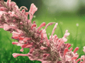 1 Live Plant Agastache Kudos Coral Hummingbird Mint Flowering Perennial Pollinator Garden