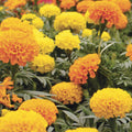 Organic Cracker Jack African Marigold Seeds, Tagetes erecta, USA Grown, 200 Pack, Free Shipping, Ornamental Flower Seeds