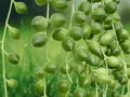 5 Unrooted Cuttings String of Pearls Senecio rowleyanus Succulent Trailing Plant