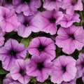 Petunia Seeds Bulk Pack 1000+ Sublime Plum Perennial Flower Seeds US Seller Petunia hybrida