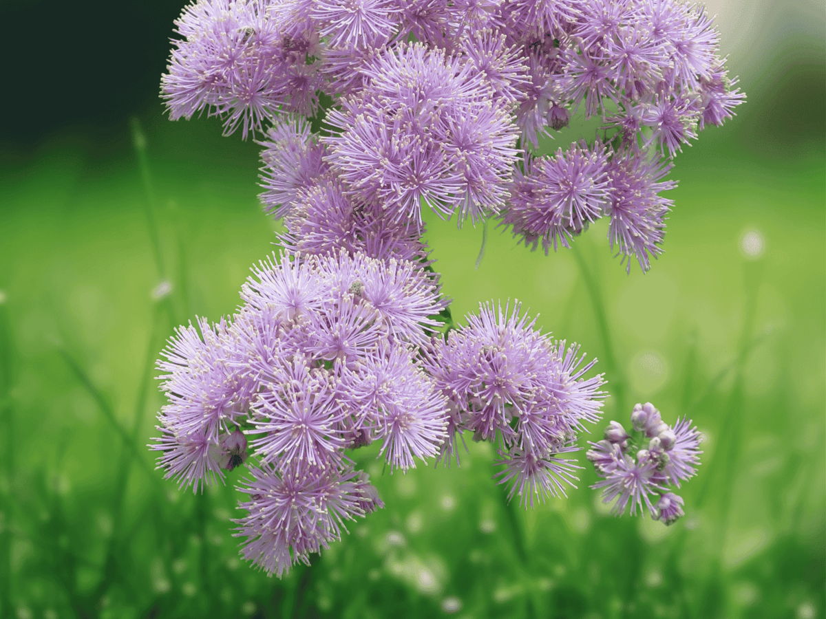 5 Seeds Meadow Rue Thalictrum aquilegifolium Perennial Flowering Plant