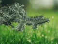 5 Seeds Abies cephalonica Greek Fir Tree Ornamental Conifer Evergreen