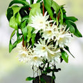Cereus Cactus Cuttings 6-12" Night Blooming Epiphyllum oxypetalum 4-Pack | Succulent Plant Propagation
